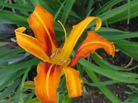 IMG_twiggy_1024x768.webp