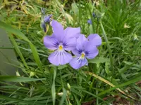 hornveilchen2.webp
