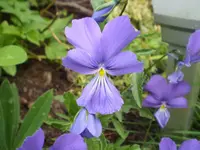 hornveilchen3.webp