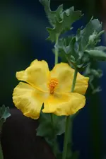 Glaucium flavum.webp