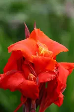 Steller Blut.webp