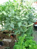 k-IMG_3065.webp