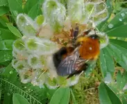hummel6.webp
