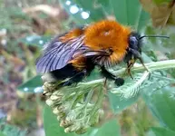 hummel5.webp