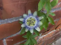 HPIM4985.webp