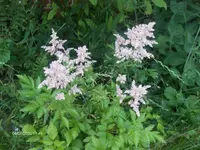 HPIM4998.webp