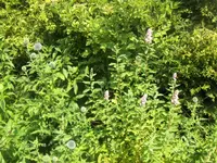 HPIM4997.webp