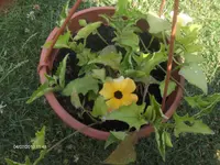 HPIM4996.webp