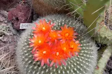 Brasliicactus_haselbergil.webp