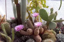Echinocereus_reichenbachii.webp