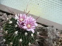 Echinofossuloa.webp