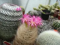 Neoporteriaa.webp