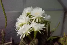Trichocereus_candicans.webp