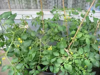 3Cherrytomate 4.7..webp