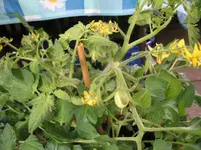 Buschtomätchen 4.7..webp