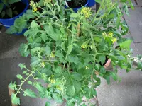 Buschtomate 4.7..webp
