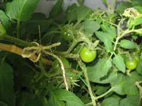 Cherrytomätchen2 4.7..webp