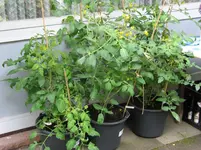 Tomatenfreunde 4.7..webp