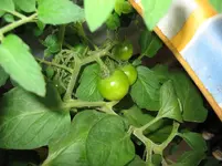 Cherrytomaten 4.7..webp