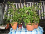 Tomatenpflanzen 4.7..JPG