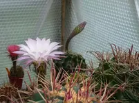 Echinopsis2.webp
