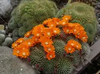 Reputia_orange.webp