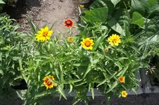 Garten 056 [800x600].webp