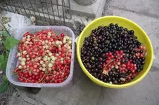 Garten 065 [800x600].webp