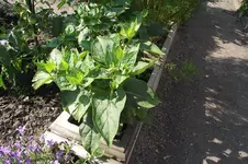Garten 040.webp