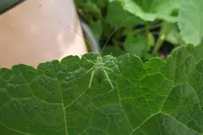 Garten 028.webp