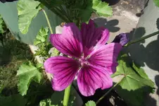 Garten 029.webp