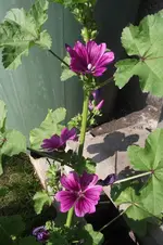 Garten 030.webp