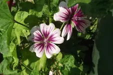 Garten 031.webp