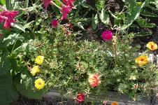 Garten 032.webp