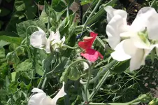 Garten 033.webp
