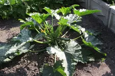 Garten 036.webp
