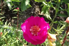Garten 042.webp