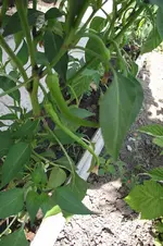 Garten 045.webp