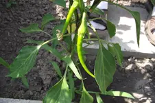 Garten 046.webp