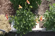 Garten 047.webp