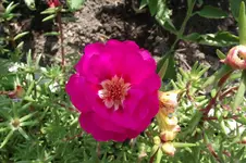 Garten 050.webp