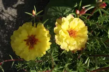 Garten 051.webp