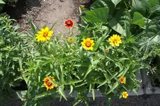 Garten 056.webp