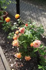 Garten 058.webp