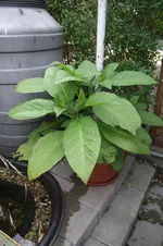 Garten 061.webp