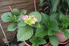 Garten 062.webp