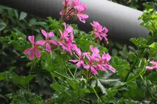 Garten 068.webp