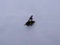 stechfliege1.webp stechfliege1.webp