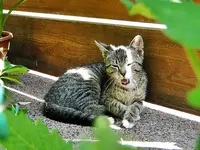 DSC07527.webp