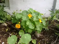 kapuziner04072010.webp